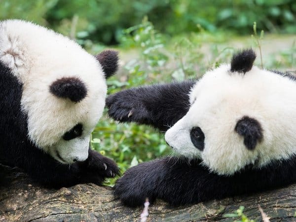 rsz 561e74bc8bd380d2282d7568 panda cubs playing cr getty