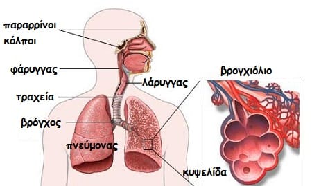 Τι είναι το άσθμα στην εγκυμοσύνη και πώς αντιμετωπίζεται; 1 Respiratory System777