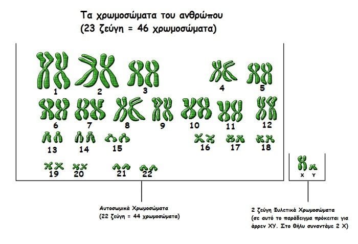 karyotype