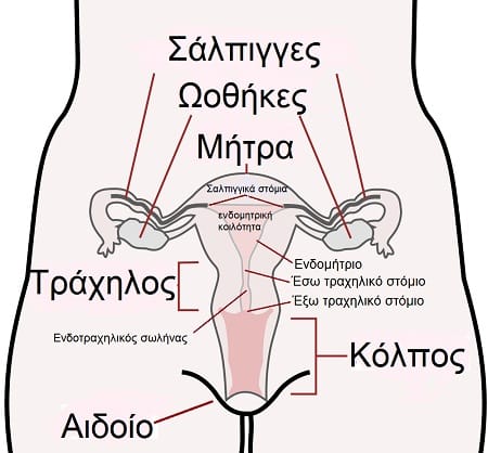 Οι σάλπιγγες και ο ρόλος τους στη γονιμοποίηση του ωαρίου 1 1