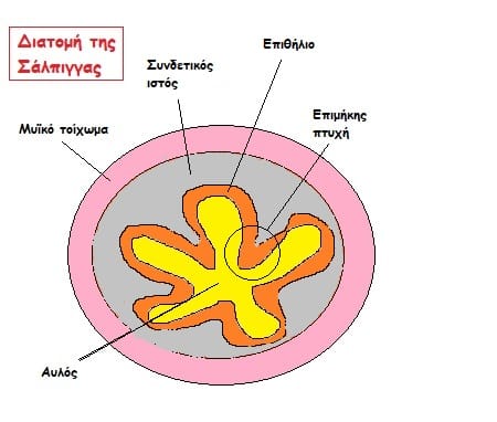 Οι σάλπιγγες και ο ρόλος τους στη γονιμοποίηση του ωαρίου 2 2