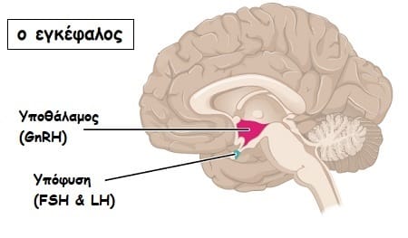 Πώς ρυθμίζεται η έμμηνος ρύση; 1 hypothalamus hypophysis