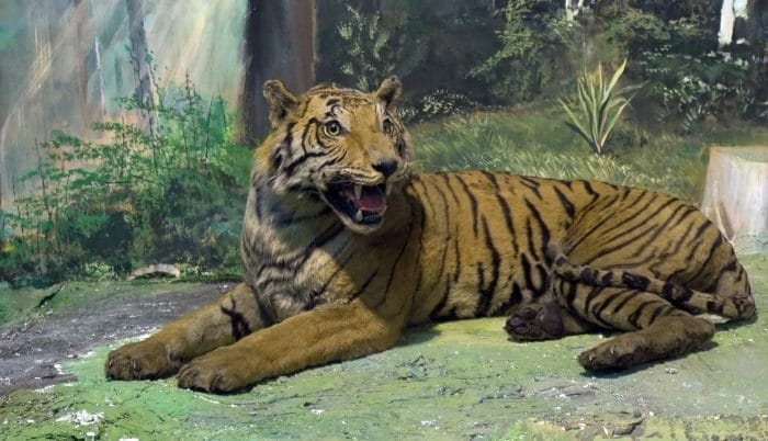 zool slider tiger1